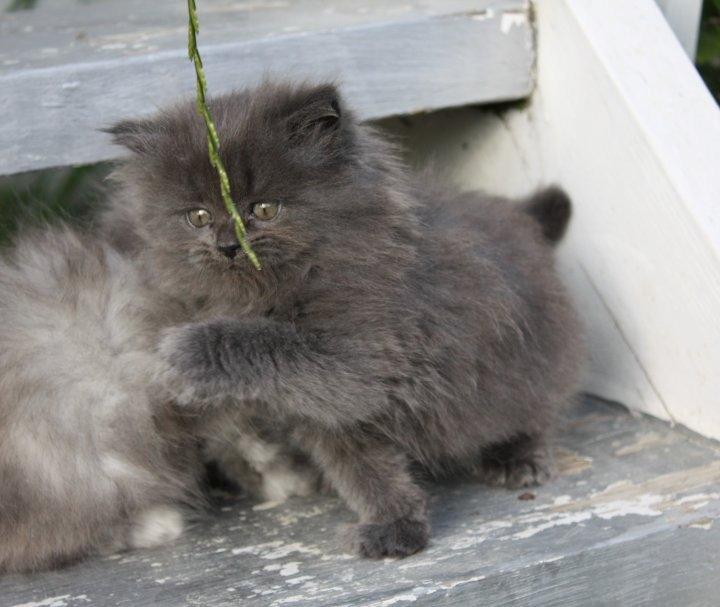 Blanding af racer Blåbær billede 4