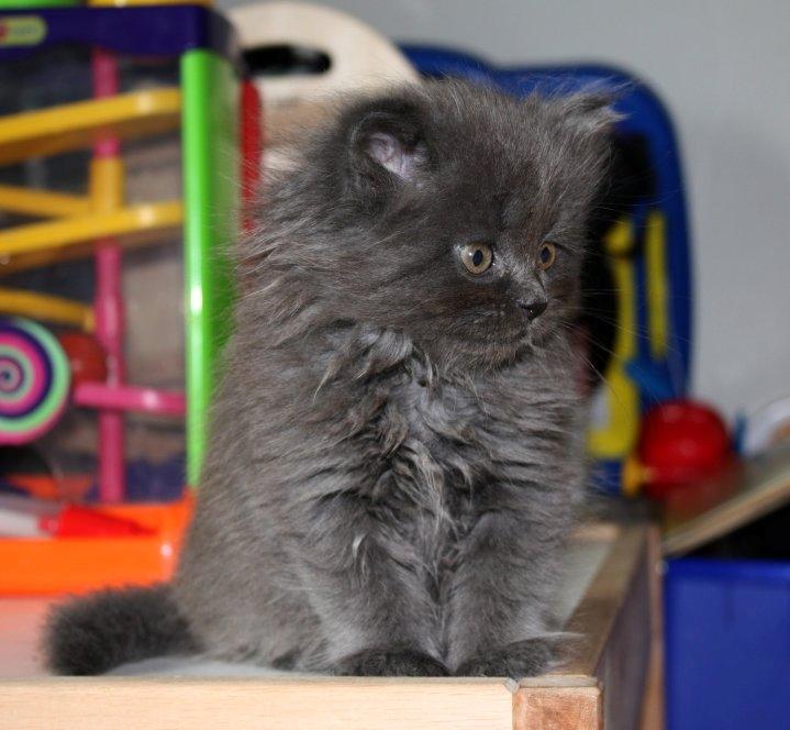 Blanding af racer Blåbær billede 5