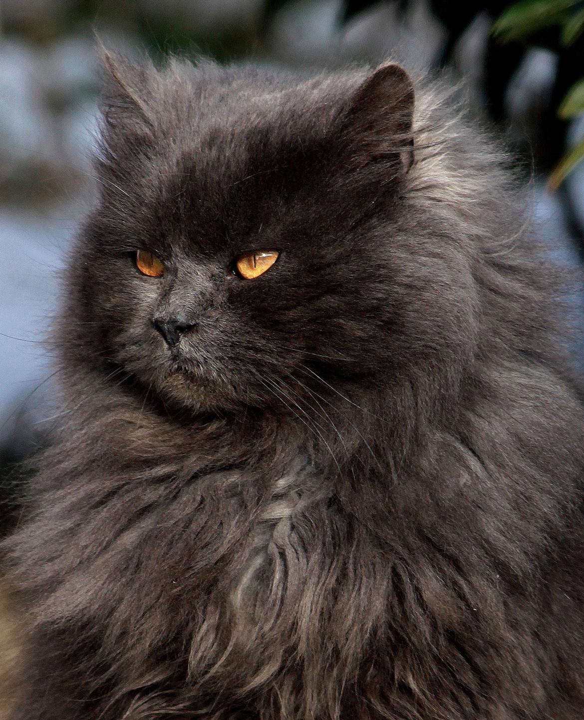 Blanding af racer Blåbær billede 6