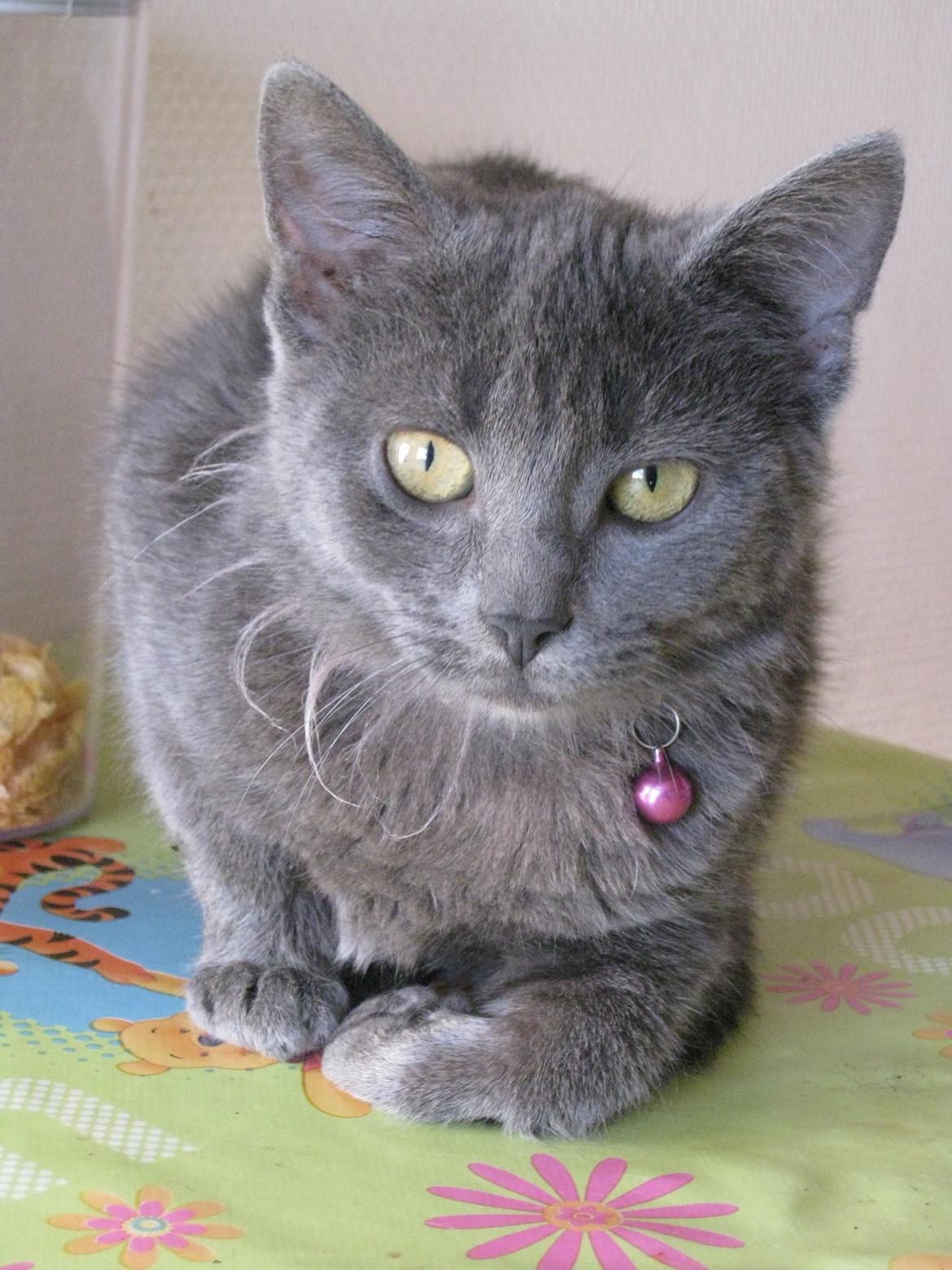 Huskat gaia + rip billede 1