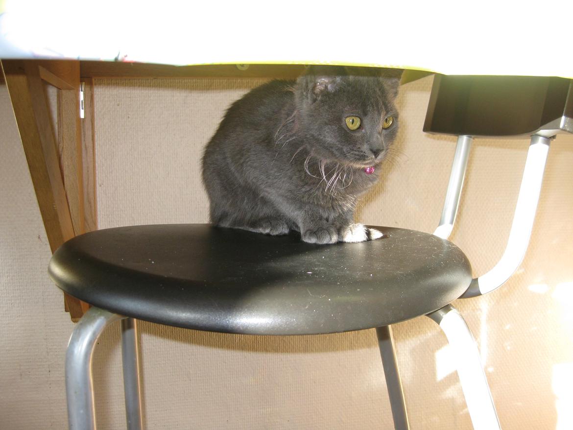 Huskat gaia + rip billede 2