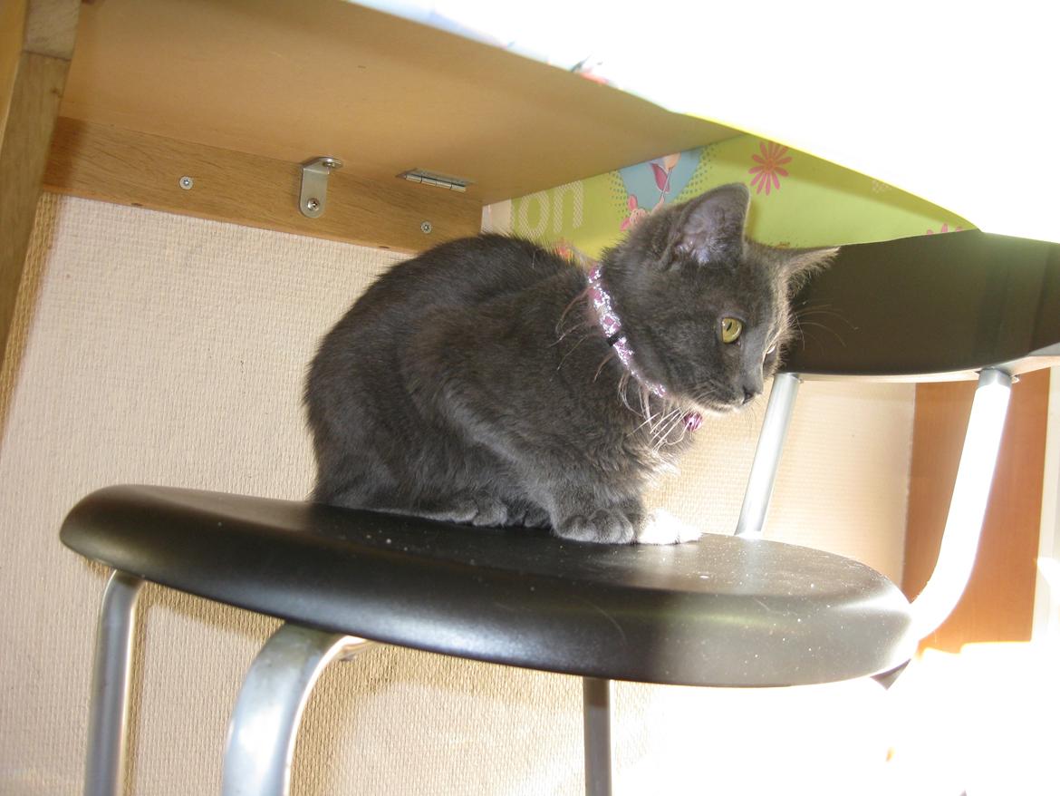 Huskat gaia + rip billede 3