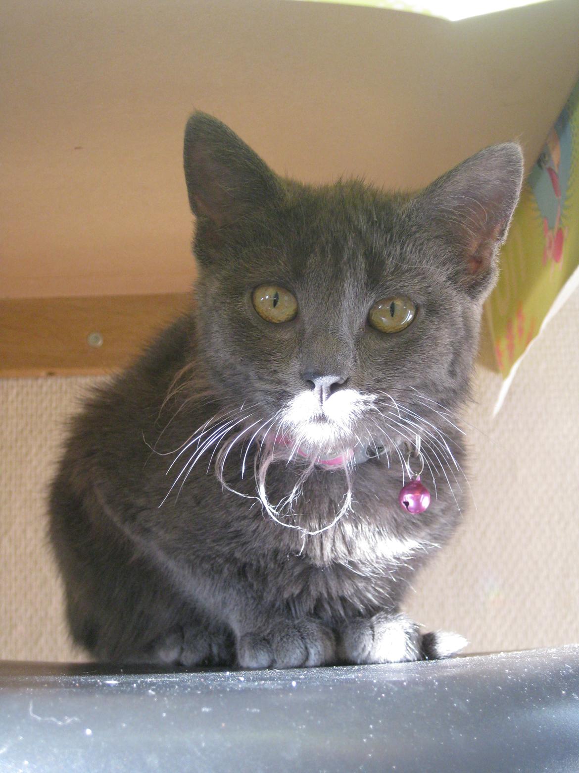 Huskat gaia + rip billede 4