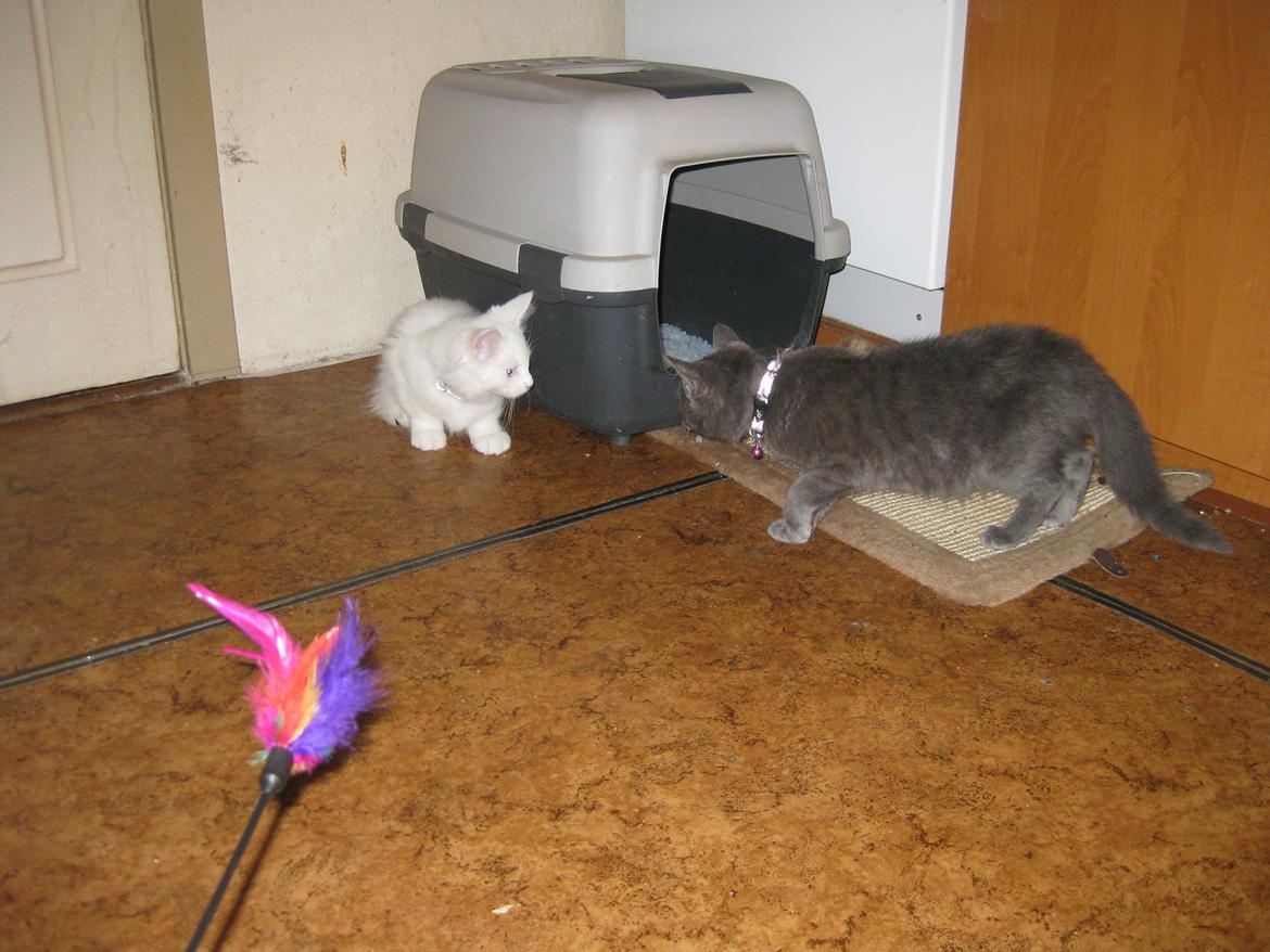 Huskat gaia + rip billede 6