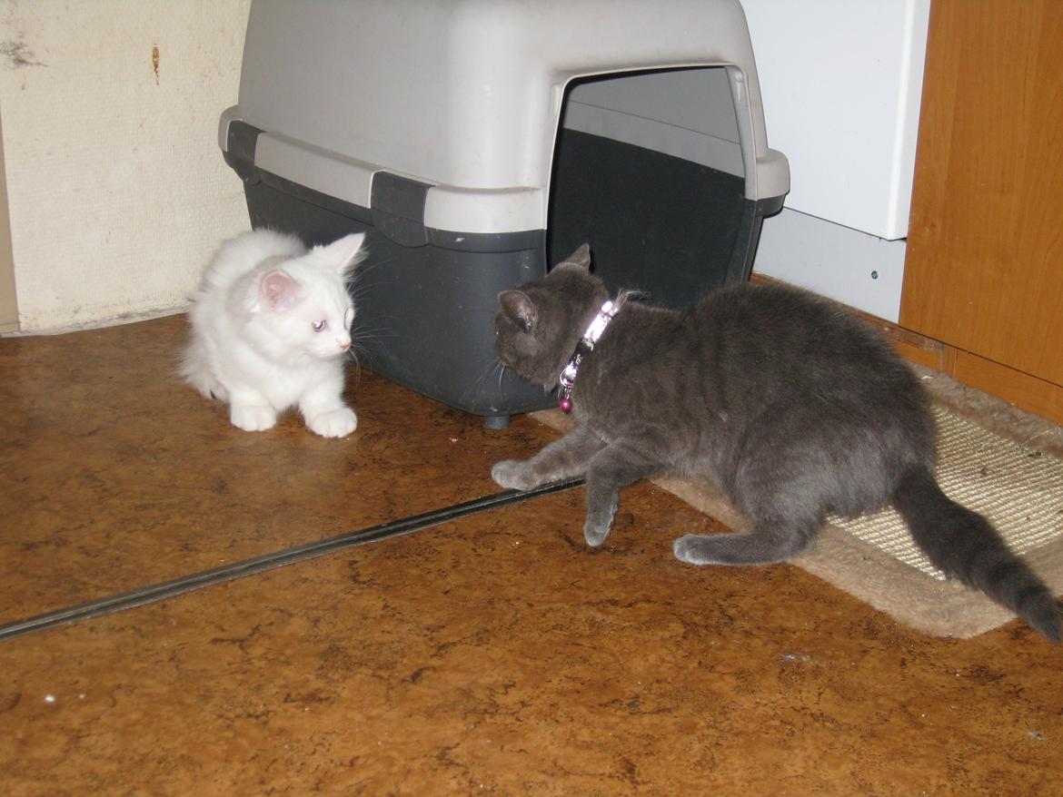 Huskat gaia + rip billede 7