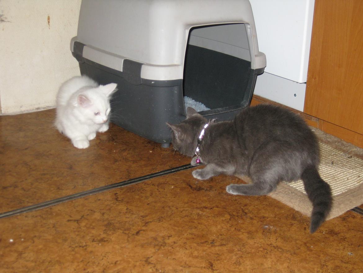 Huskat gaia + rip billede 8