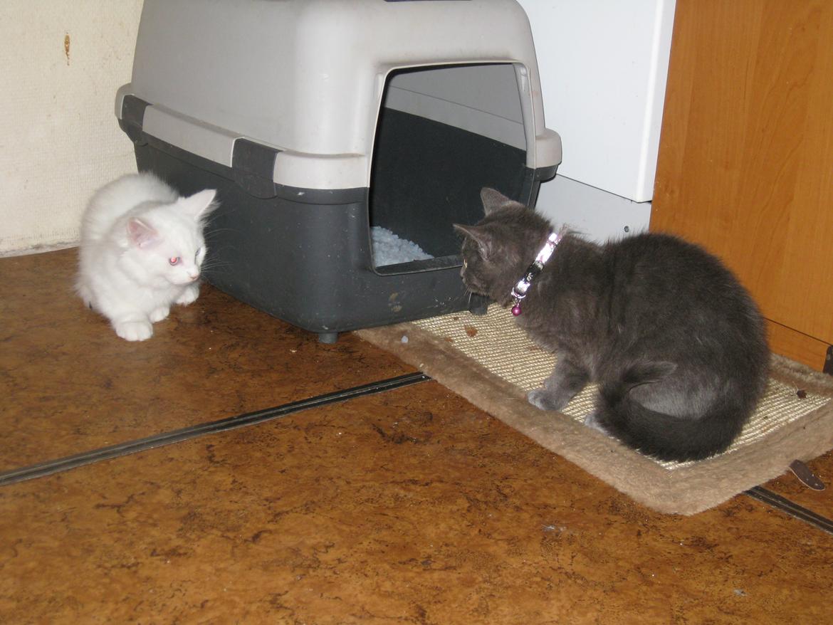 Huskat gaia + rip billede 9