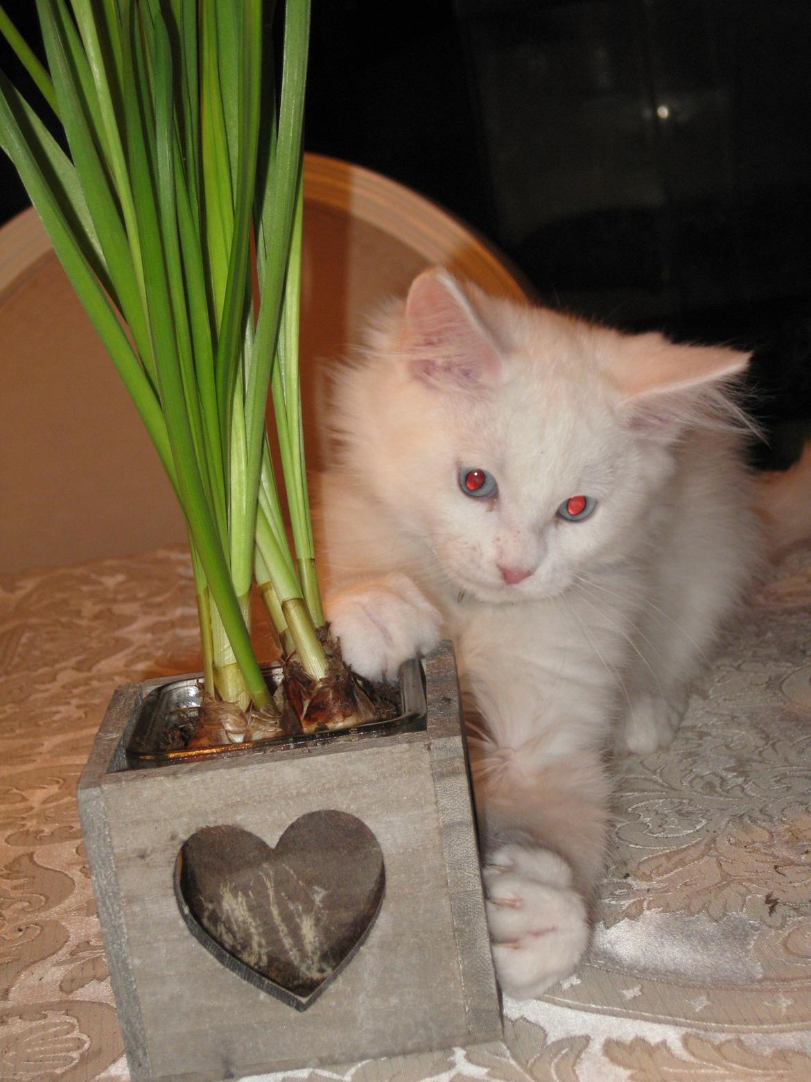 Maine Coon vivaldi billede 1