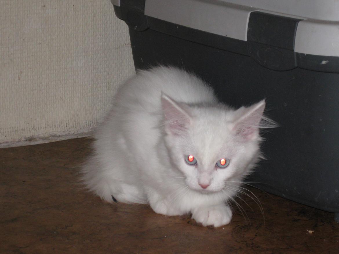 Maine Coon vivaldi billede 2