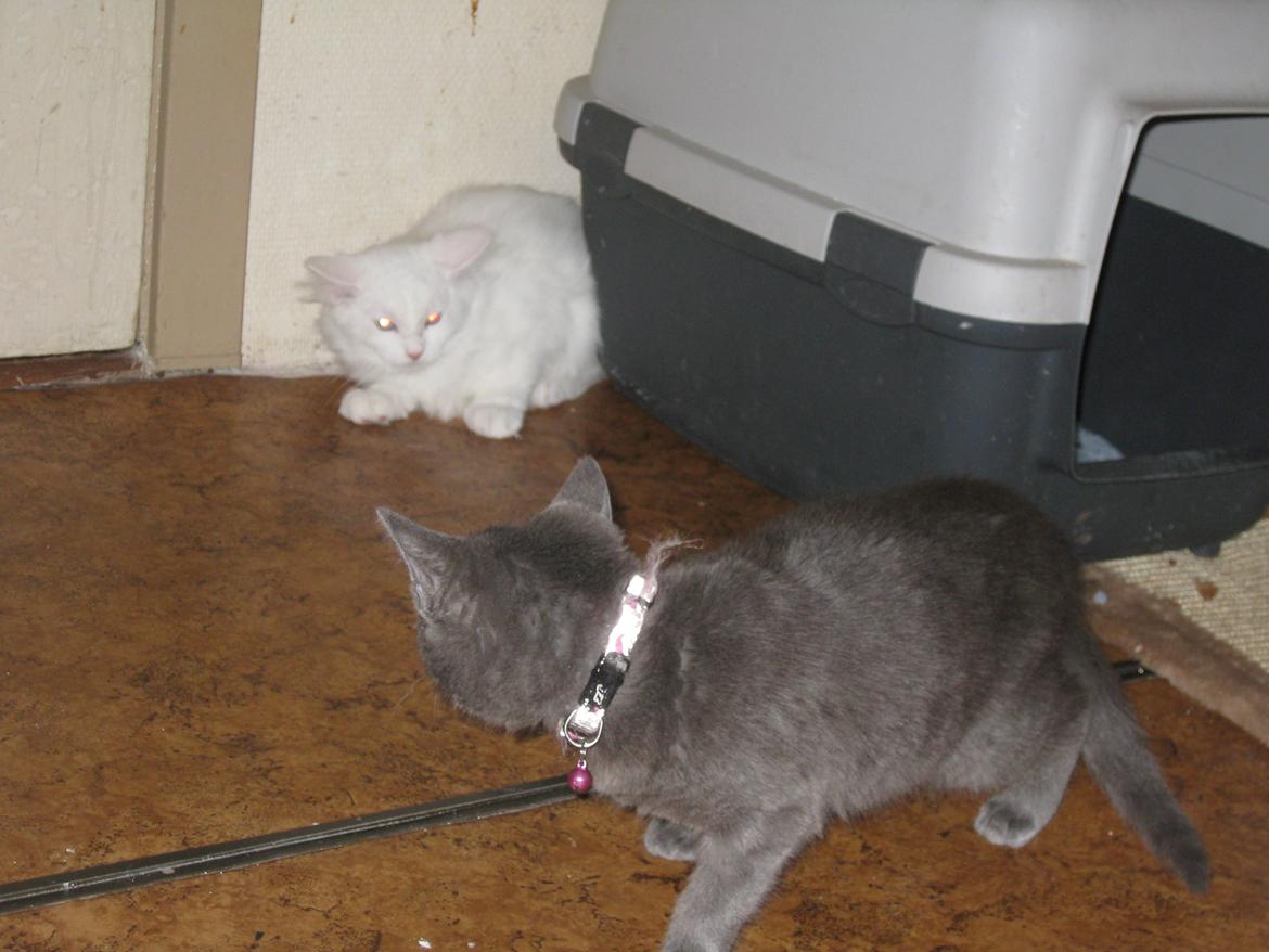 Maine Coon vivaldi billede 3