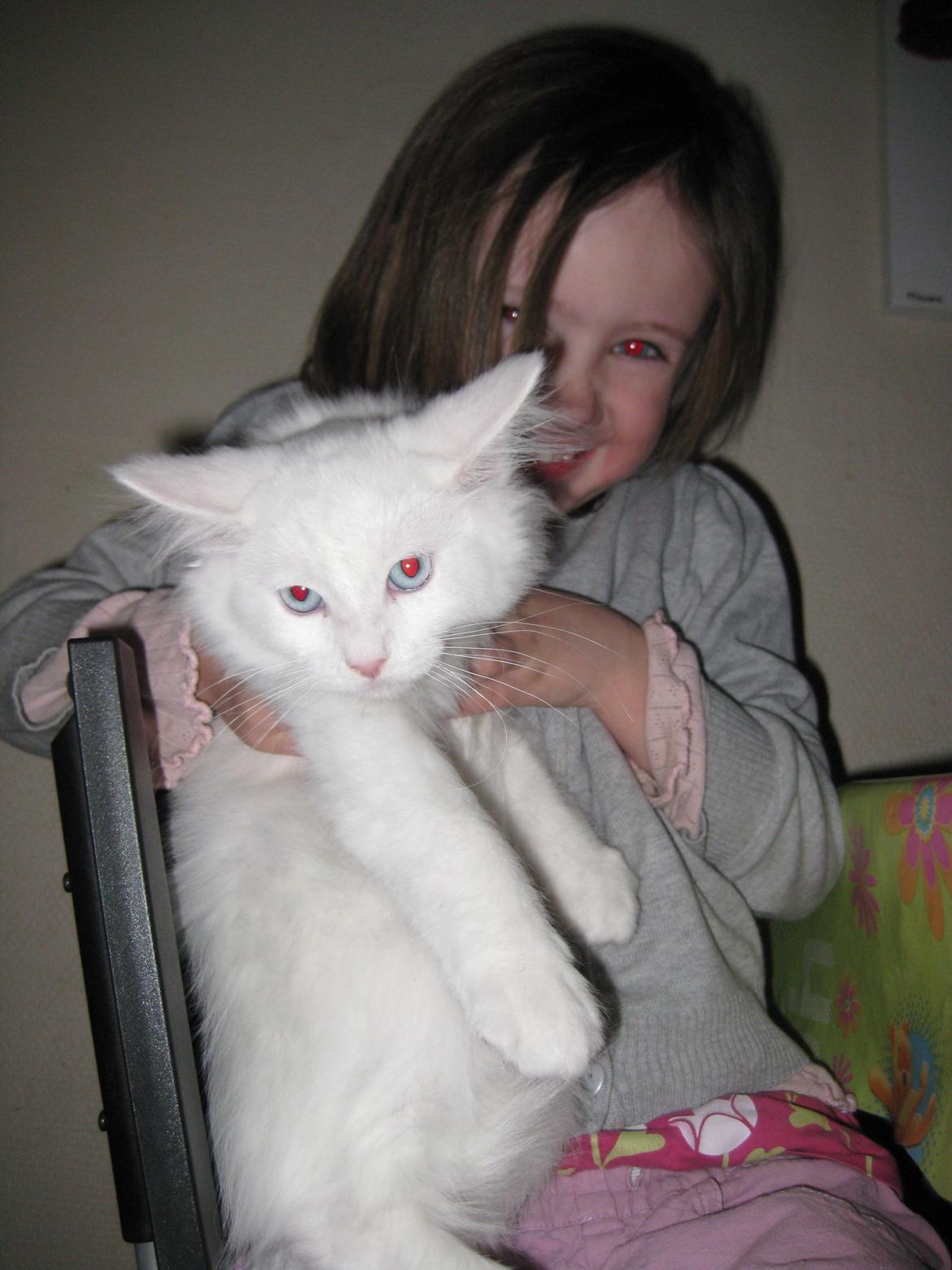 Maine Coon vivaldi billede 4