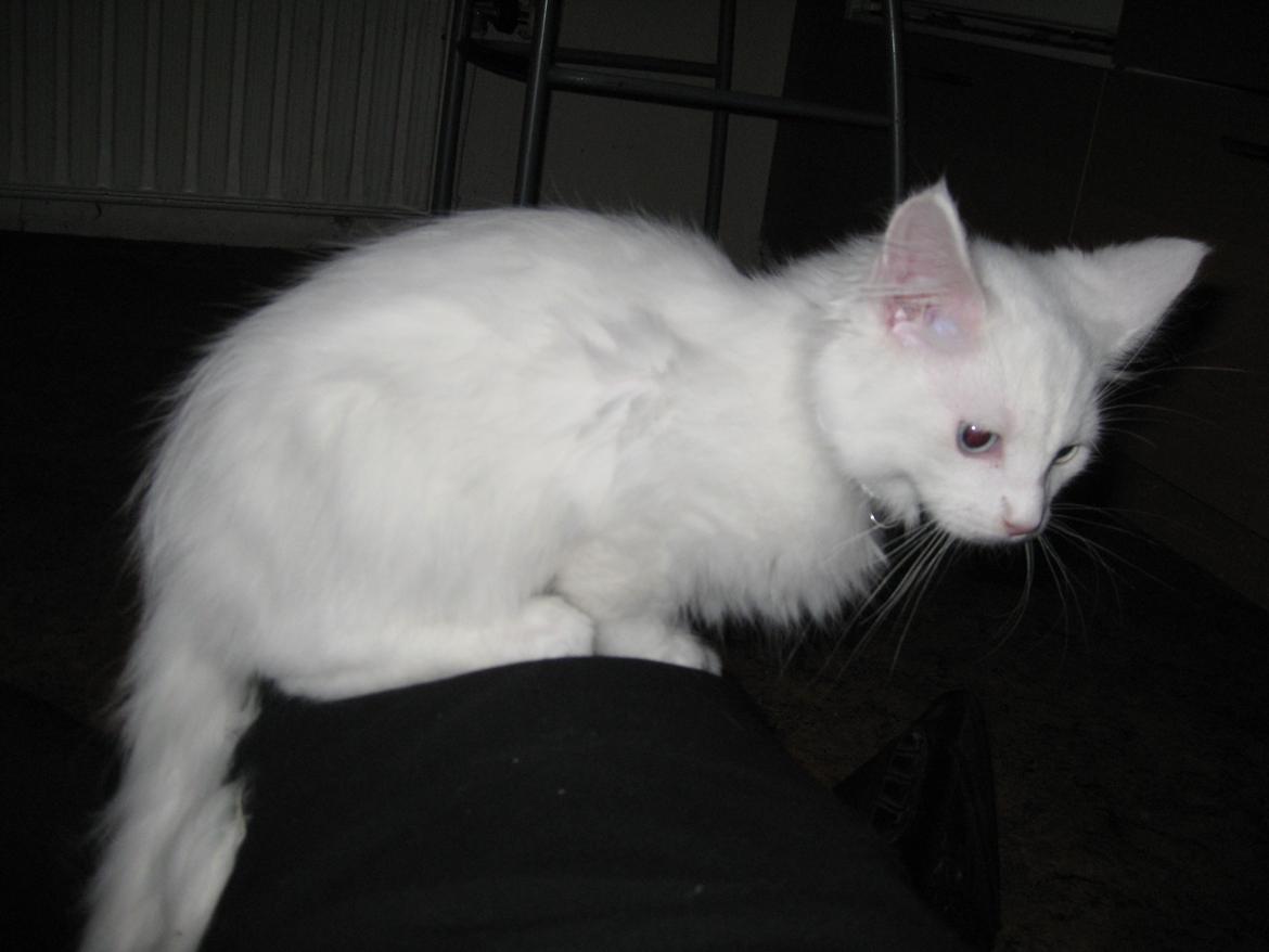 Maine Coon vivaldi billede 5