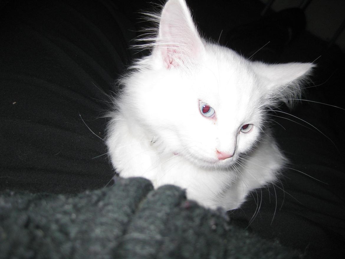 Maine Coon vivaldi billede 6