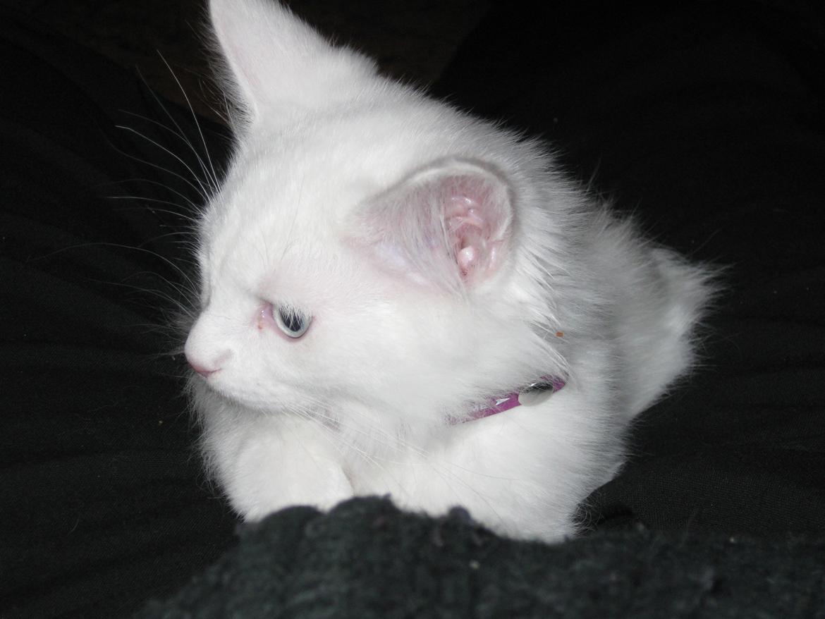 Maine Coon vivaldi billede 7