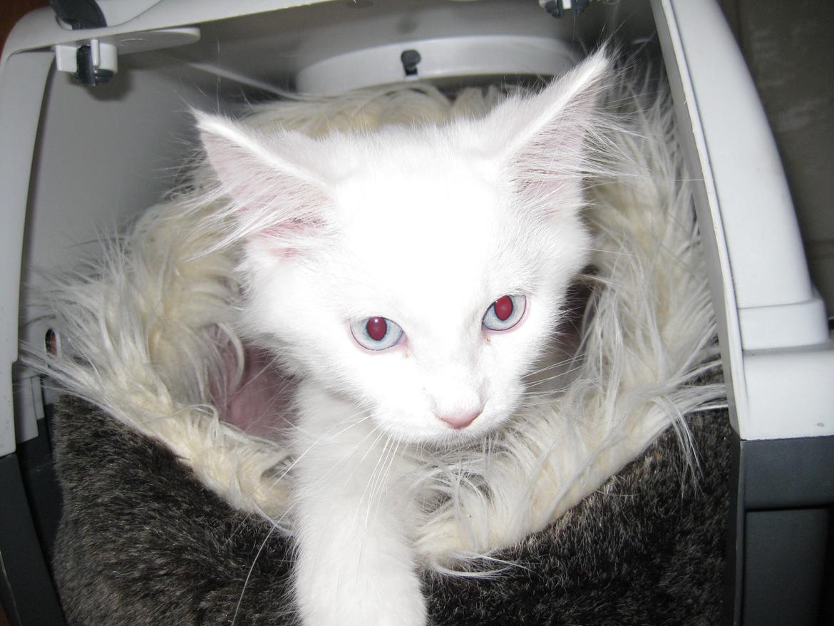 Maine Coon vivaldi billede 8