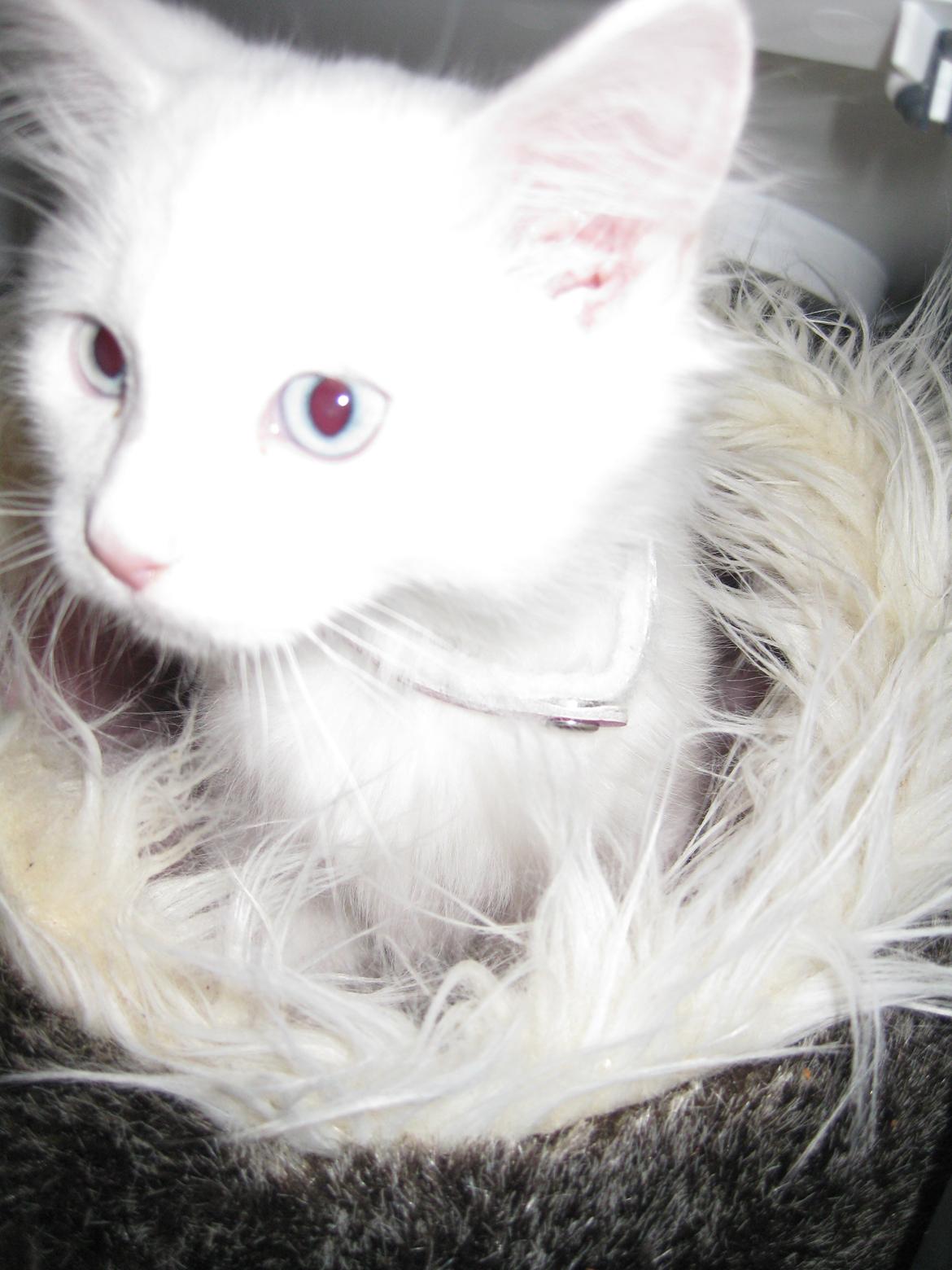 Maine Coon vivaldi billede 9