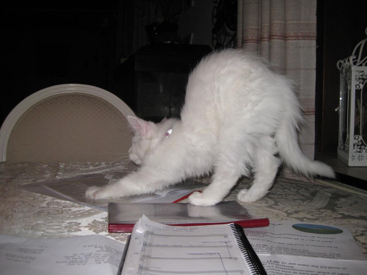 Maine Coon vivaldi billede 10