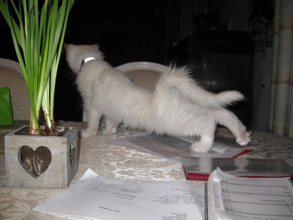 Maine Coon vivaldi billede 11