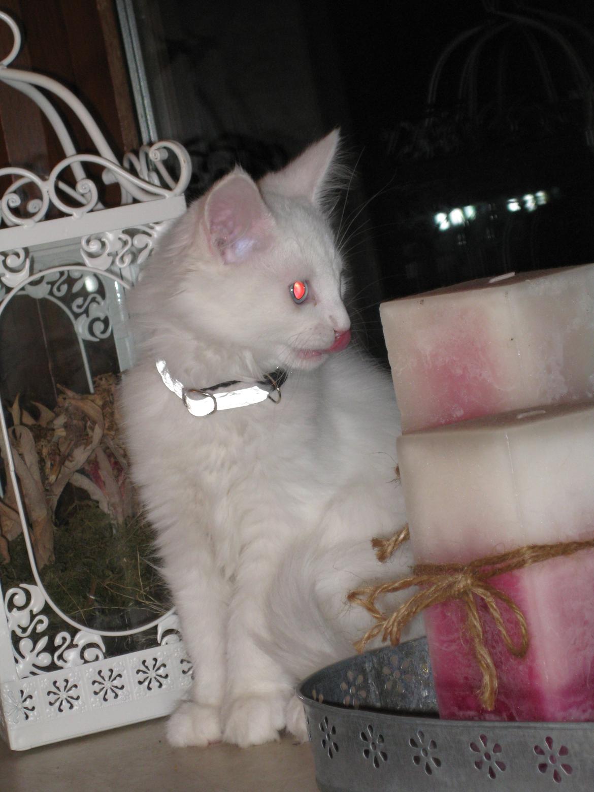 Maine Coon vivaldi billede 12