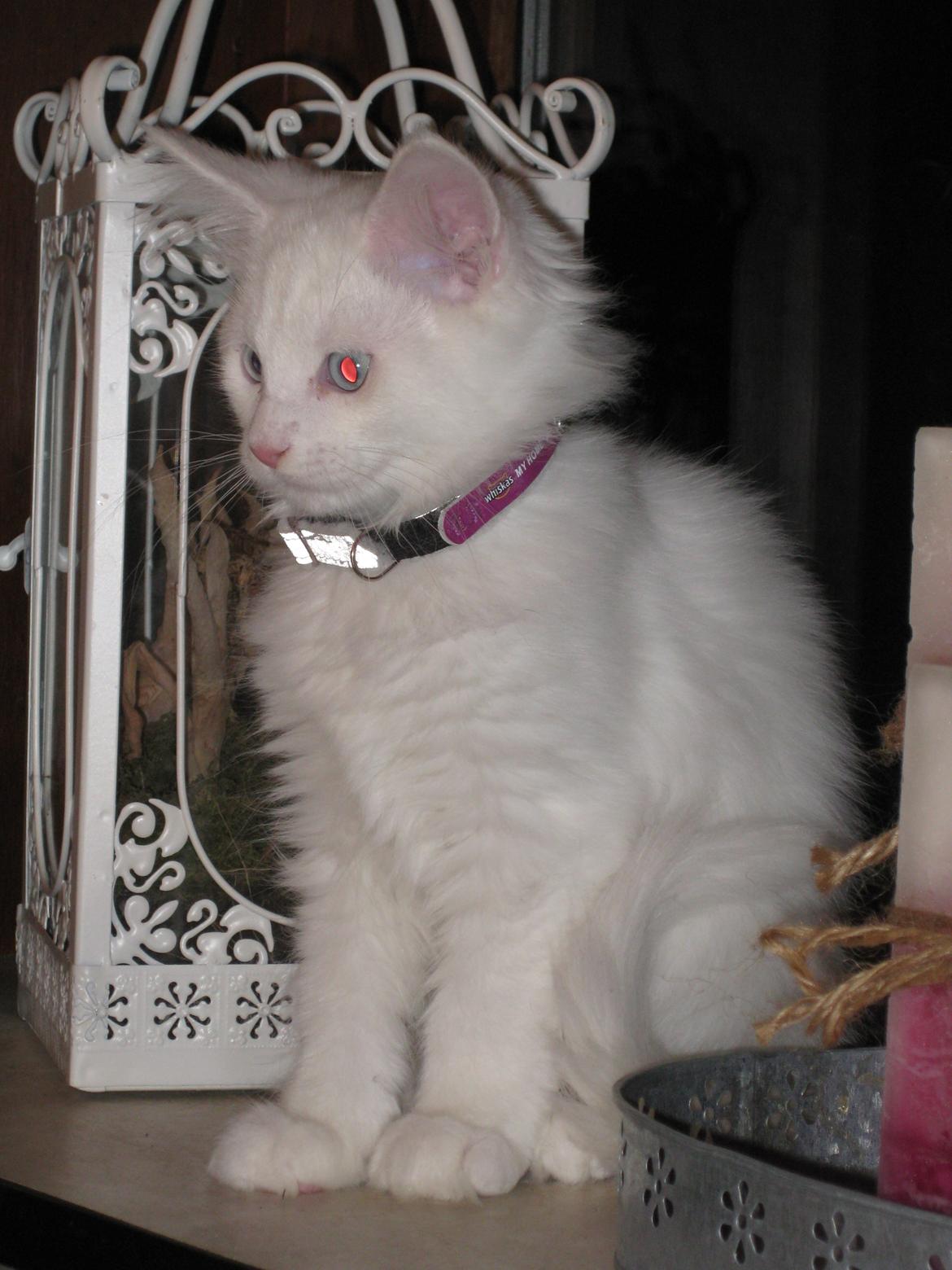 Maine Coon vivaldi billede 13