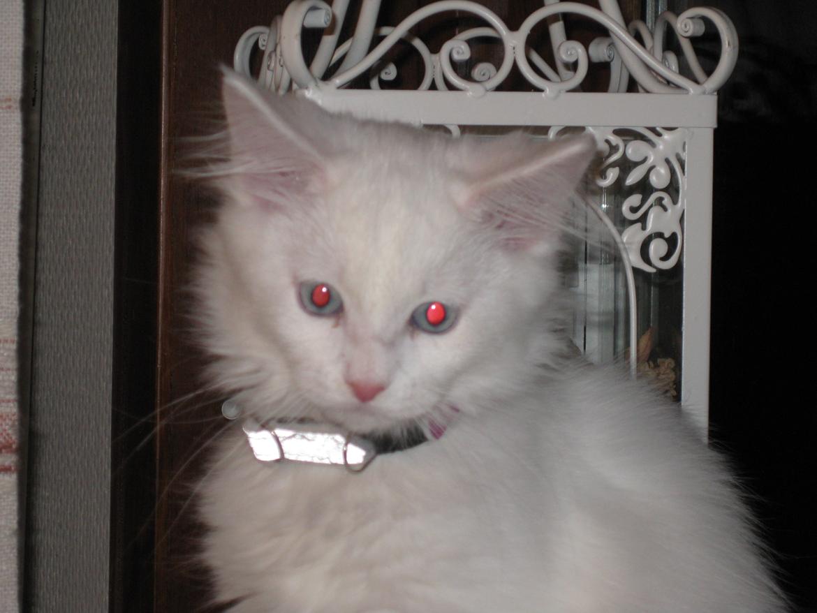 Maine Coon vivaldi billede 14