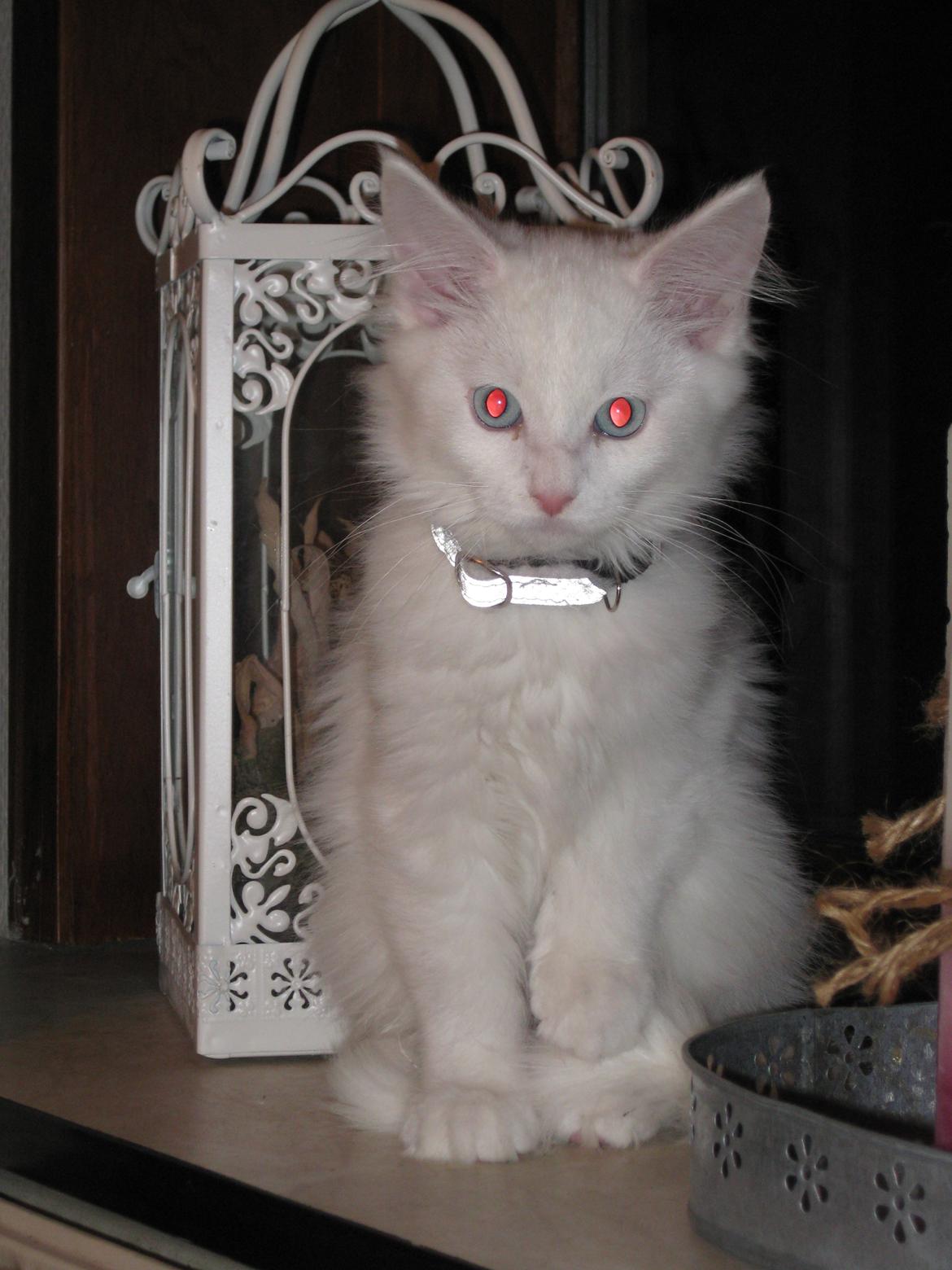 Maine Coon vivaldi billede 15