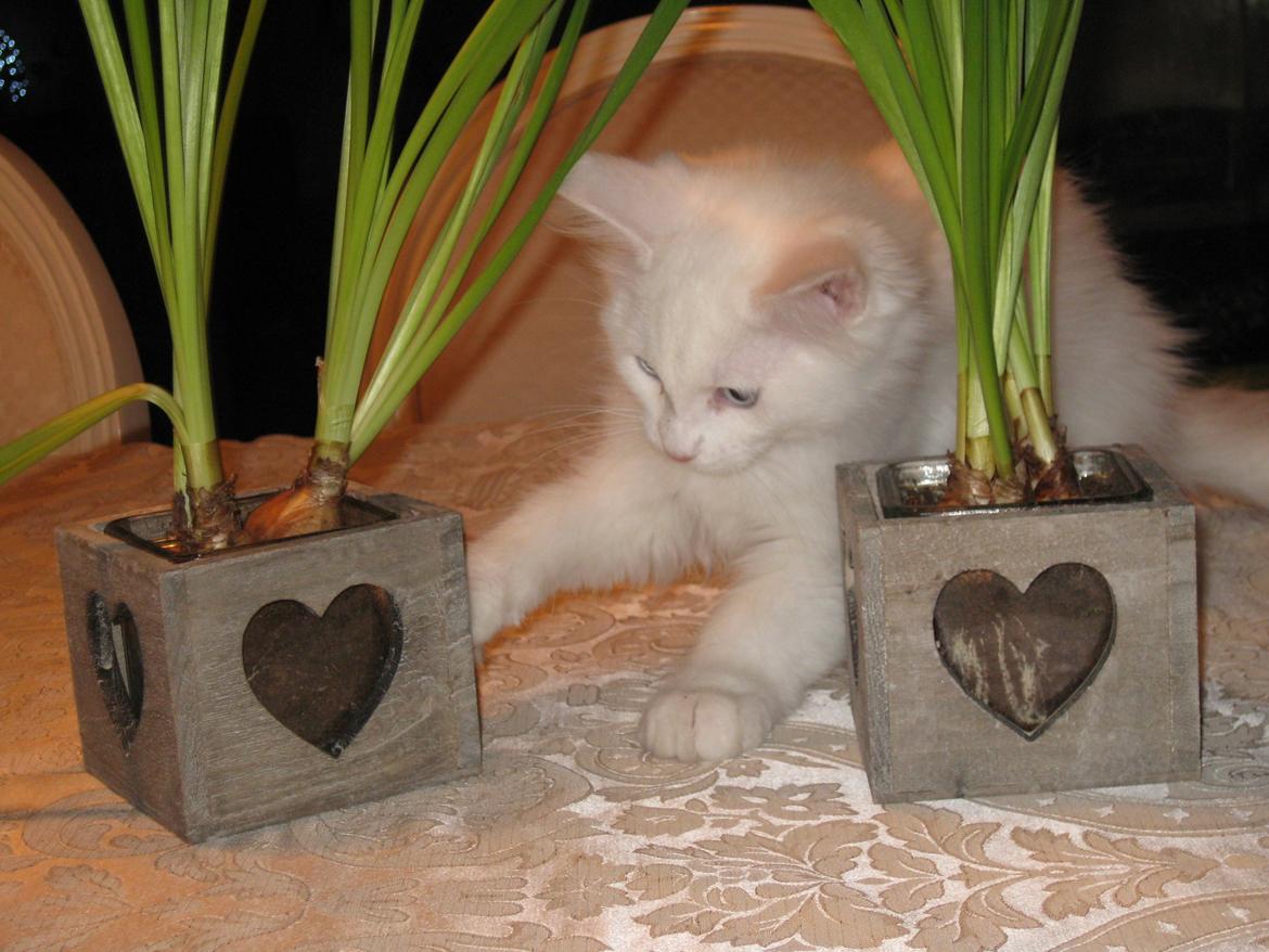 Maine Coon vivaldi billede 16