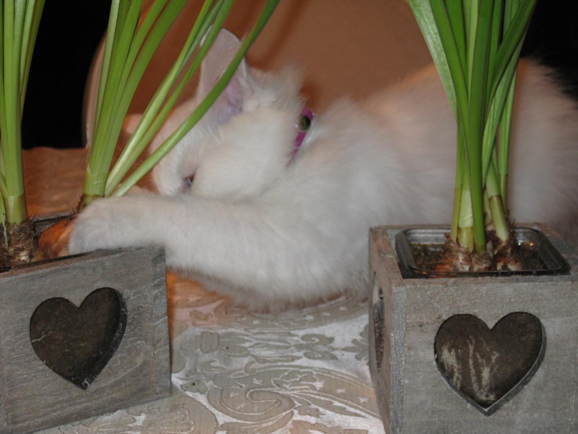 Maine Coon vivaldi billede 17