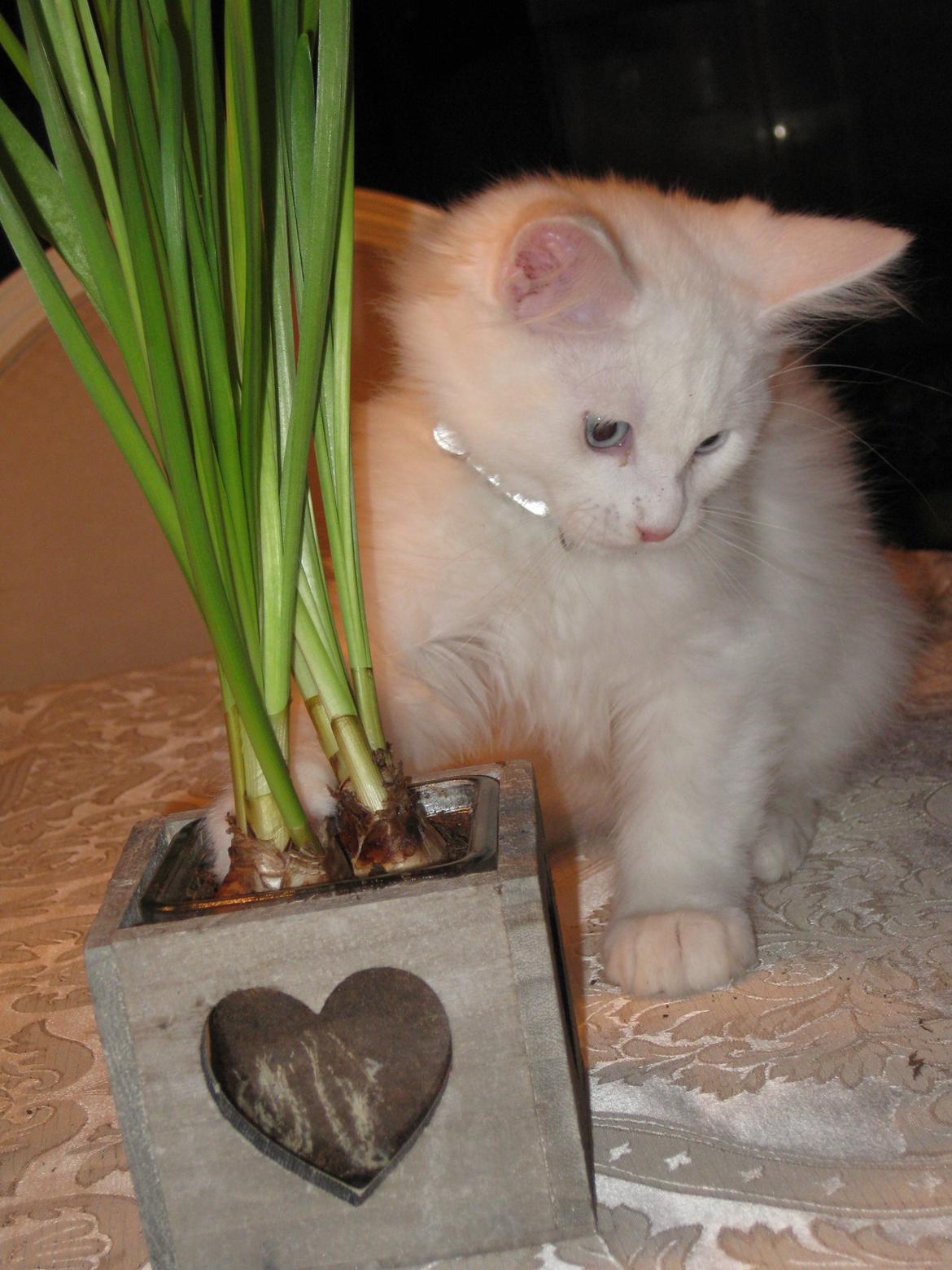 Maine Coon vivaldi billede 18