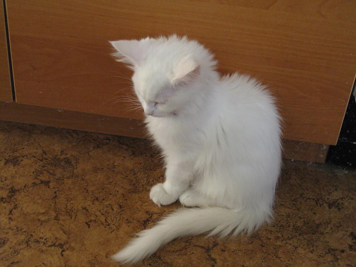 Maine Coon vivaldi billede 19