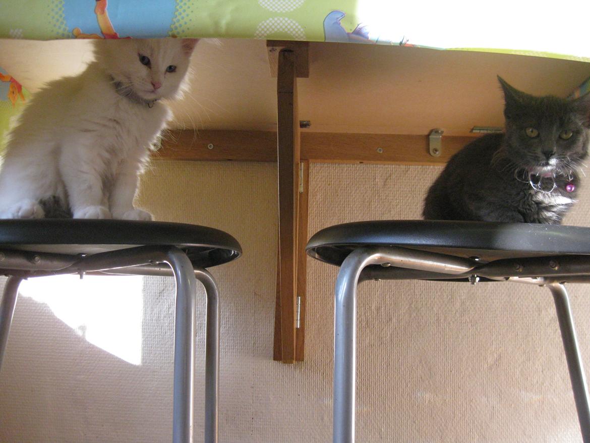 Maine Coon vivaldi billede 20