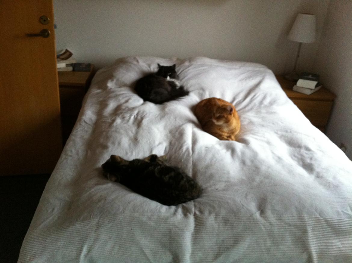 Blanding af racer Berta - endelig kan alle 3 katte ligge sammen :)  billede 17