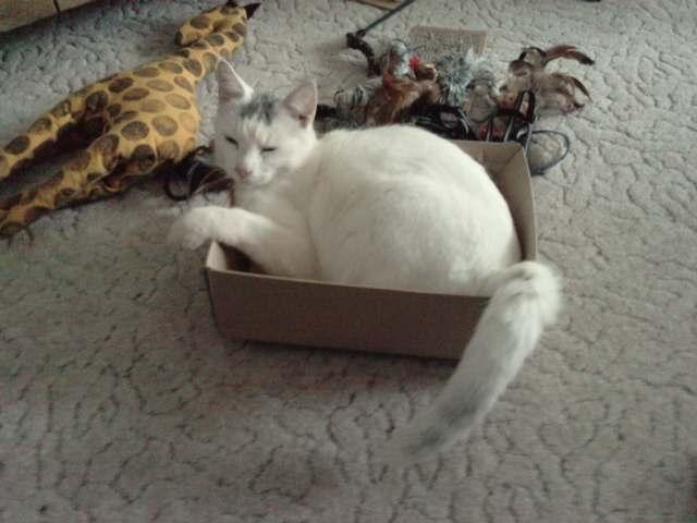 Blanding af racer Balou billede 2