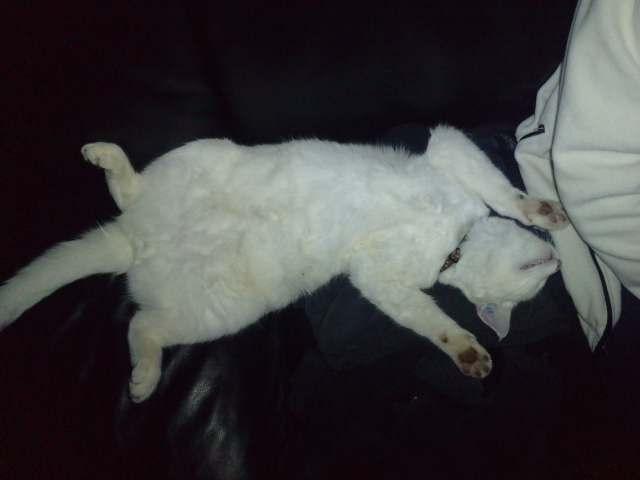 Blanding af racer Balou billede 3