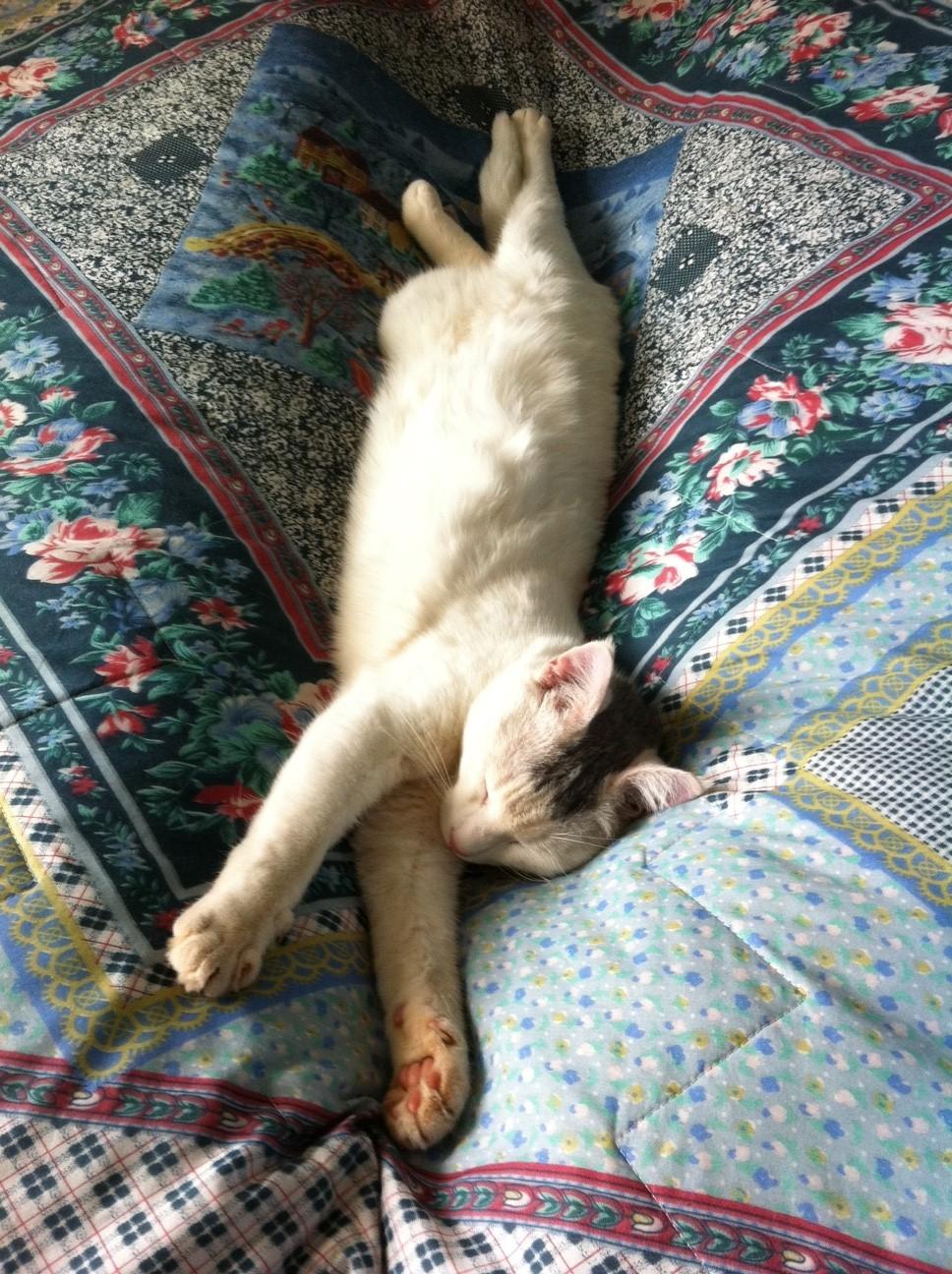 Blanding af racer Balou billede 4