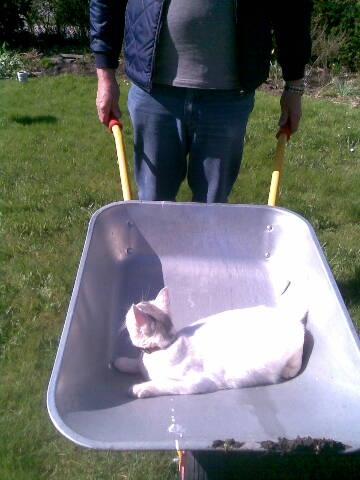 Blanding af racer Balou billede 5