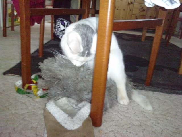 Blanding af racer Balou billede 6