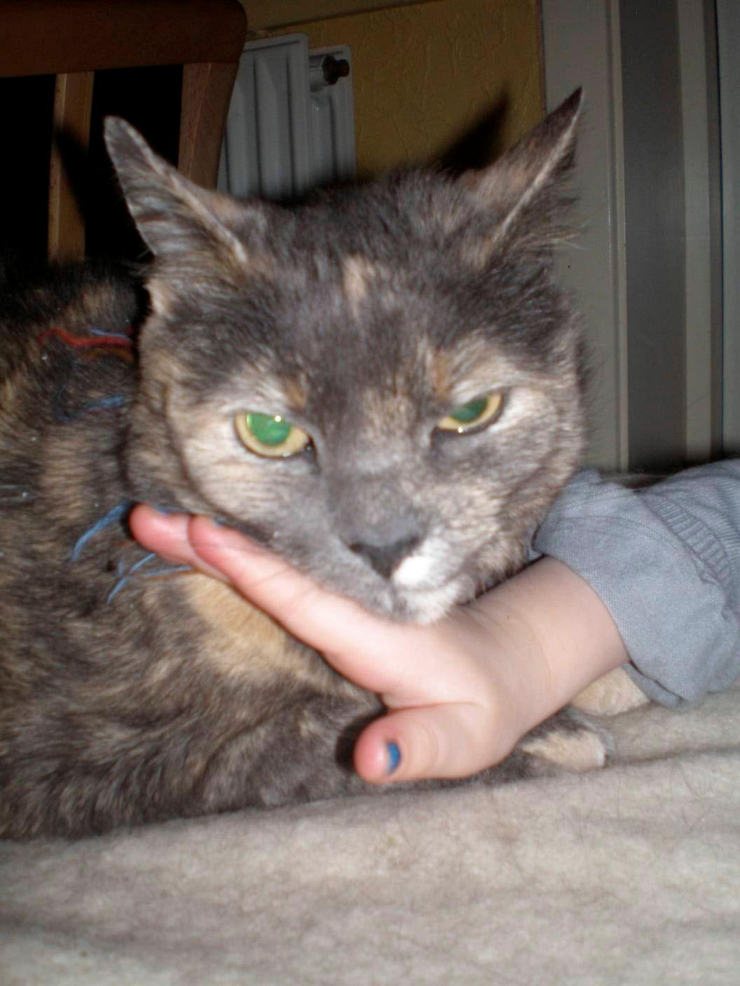 Huskat Rottekat Frida (himmelmis) - Velkommen til Fridas profil :) billede 1