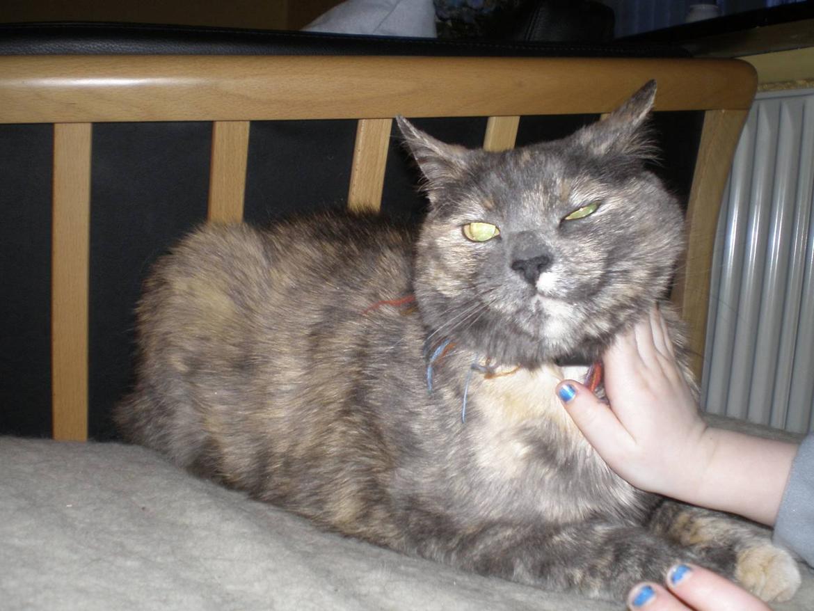 Huskat Rottekat Frida (himmelmis) billede 2