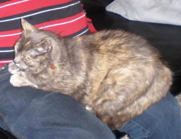 Huskat Rottekat Frida (himmelmis) billede 5