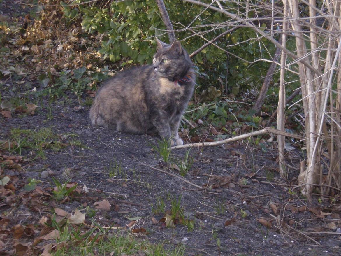 Huskat Rottekat Frida (himmelmis) billede 6