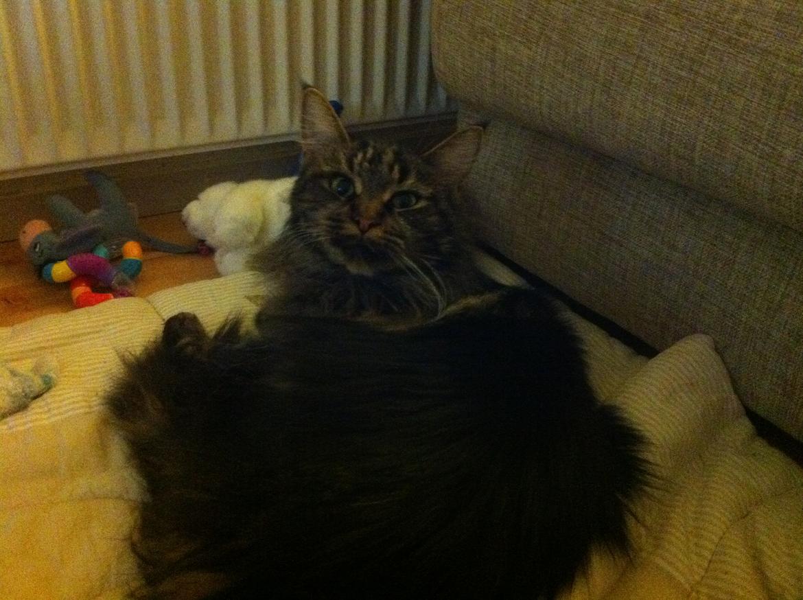 Maine Coon Misja billede 7