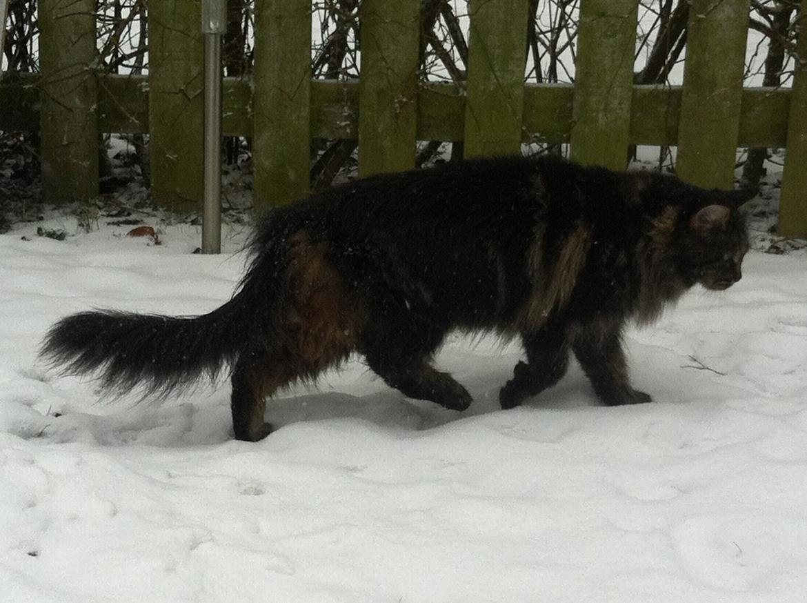 Maine Coon Misja billede 8