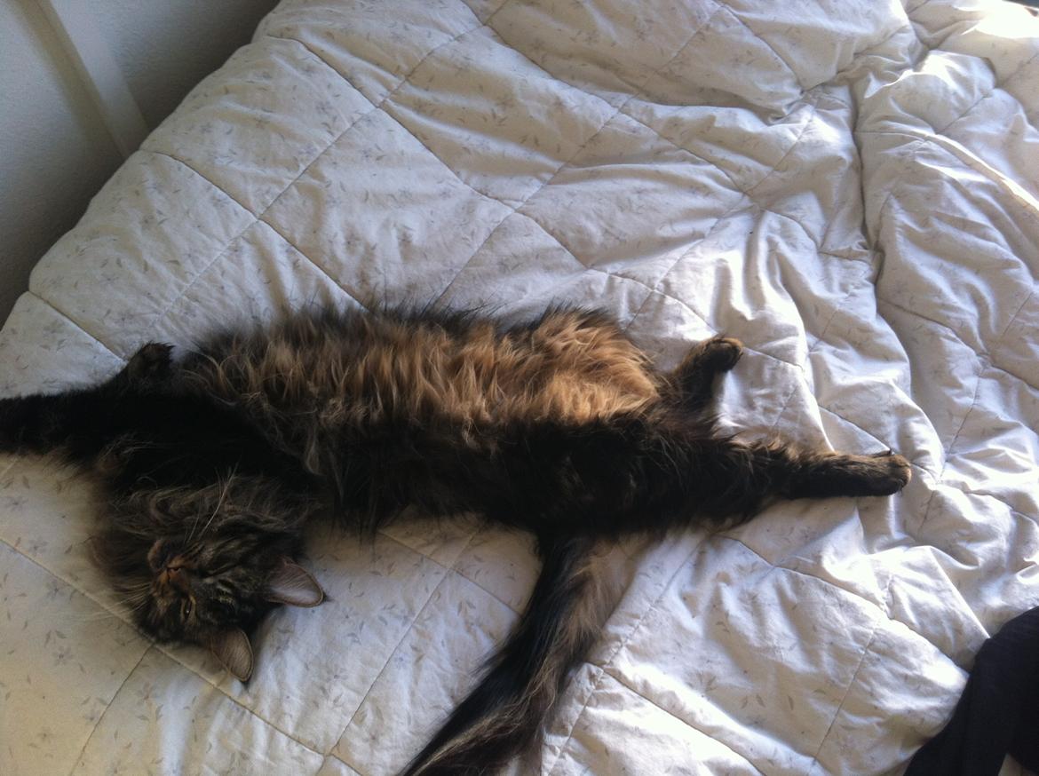 Maine Coon Misja billede 9