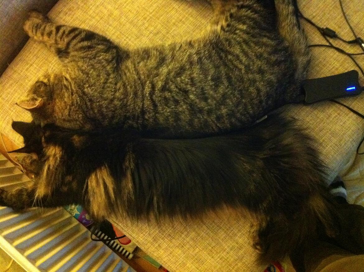 Blanding af racer Milo * !  billede 17