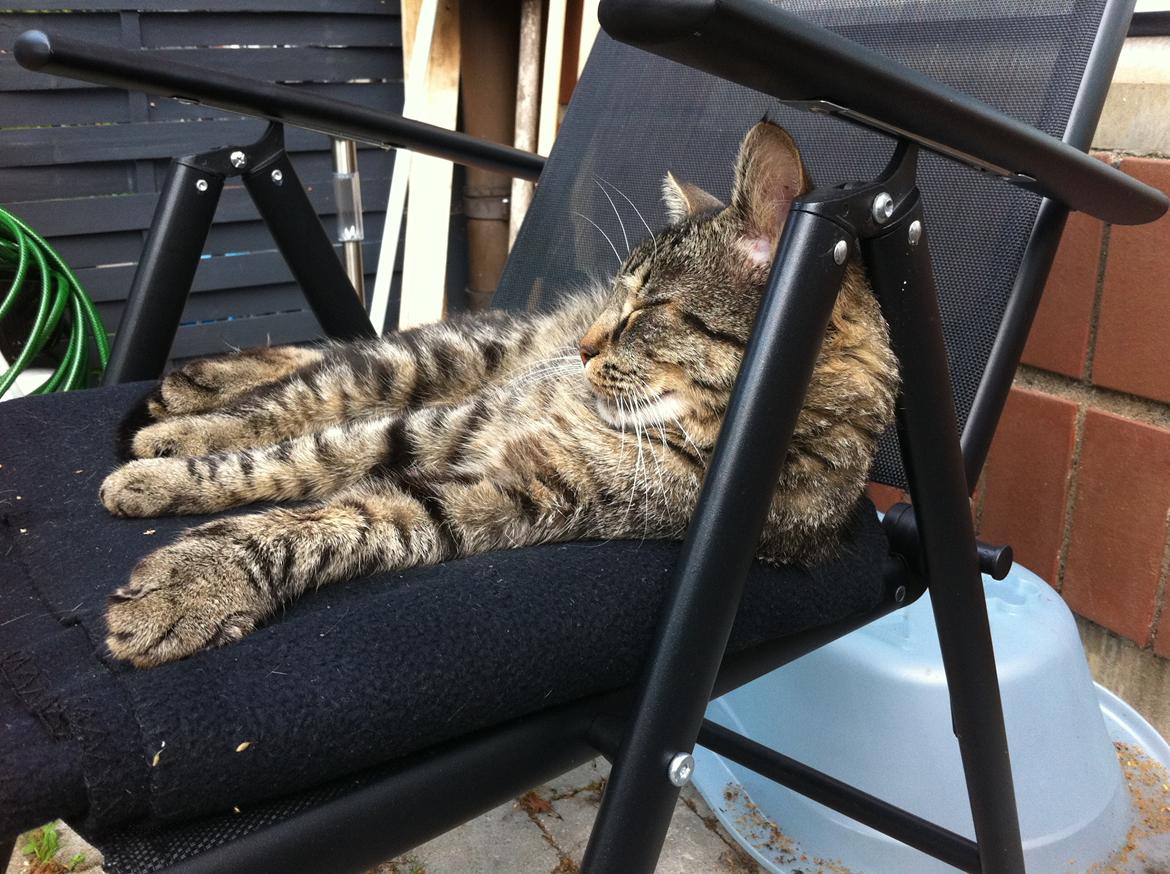 Blanding af racer Milo * !  billede 18