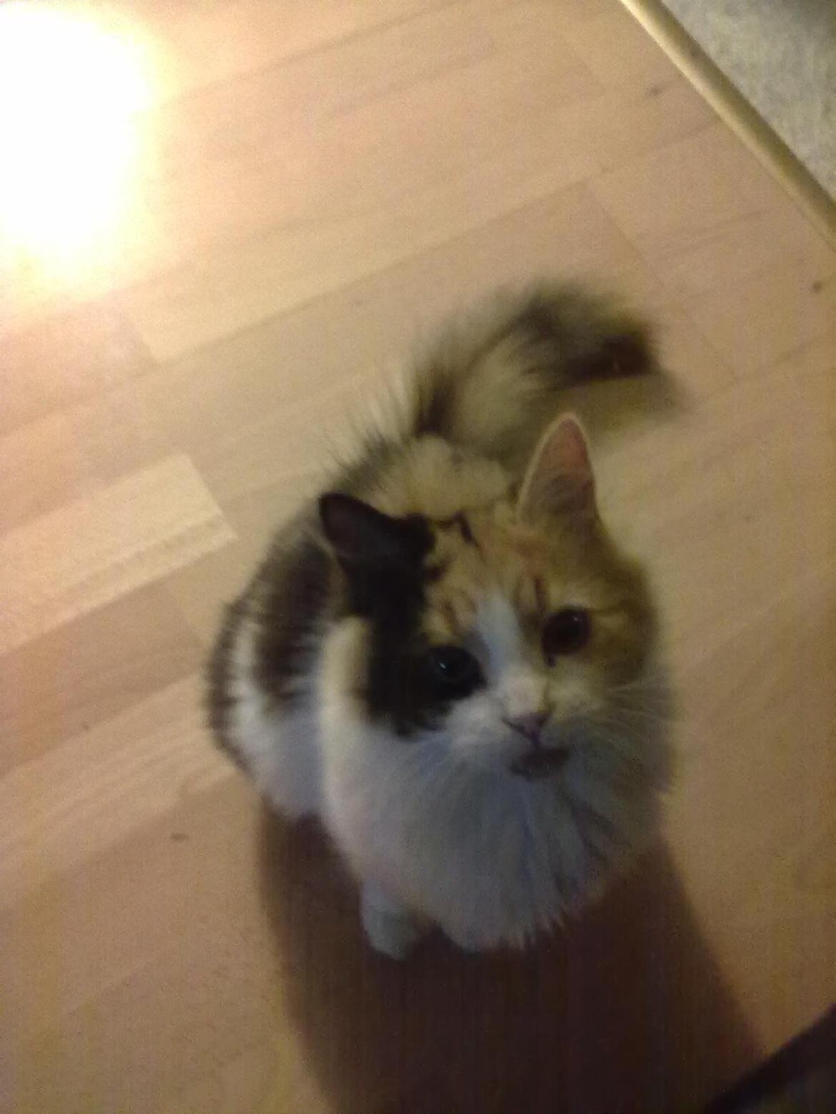 Blanding af racer Silke billede 1