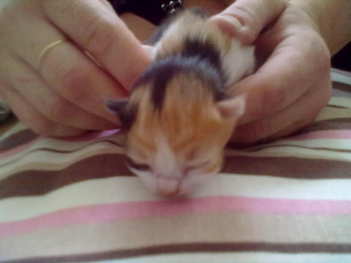 Blanding af racer Silke - Under 1 døgn gammel billede 2