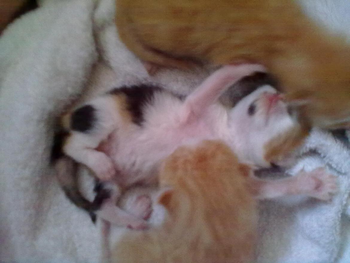 Blanding af racer Silke billede 3