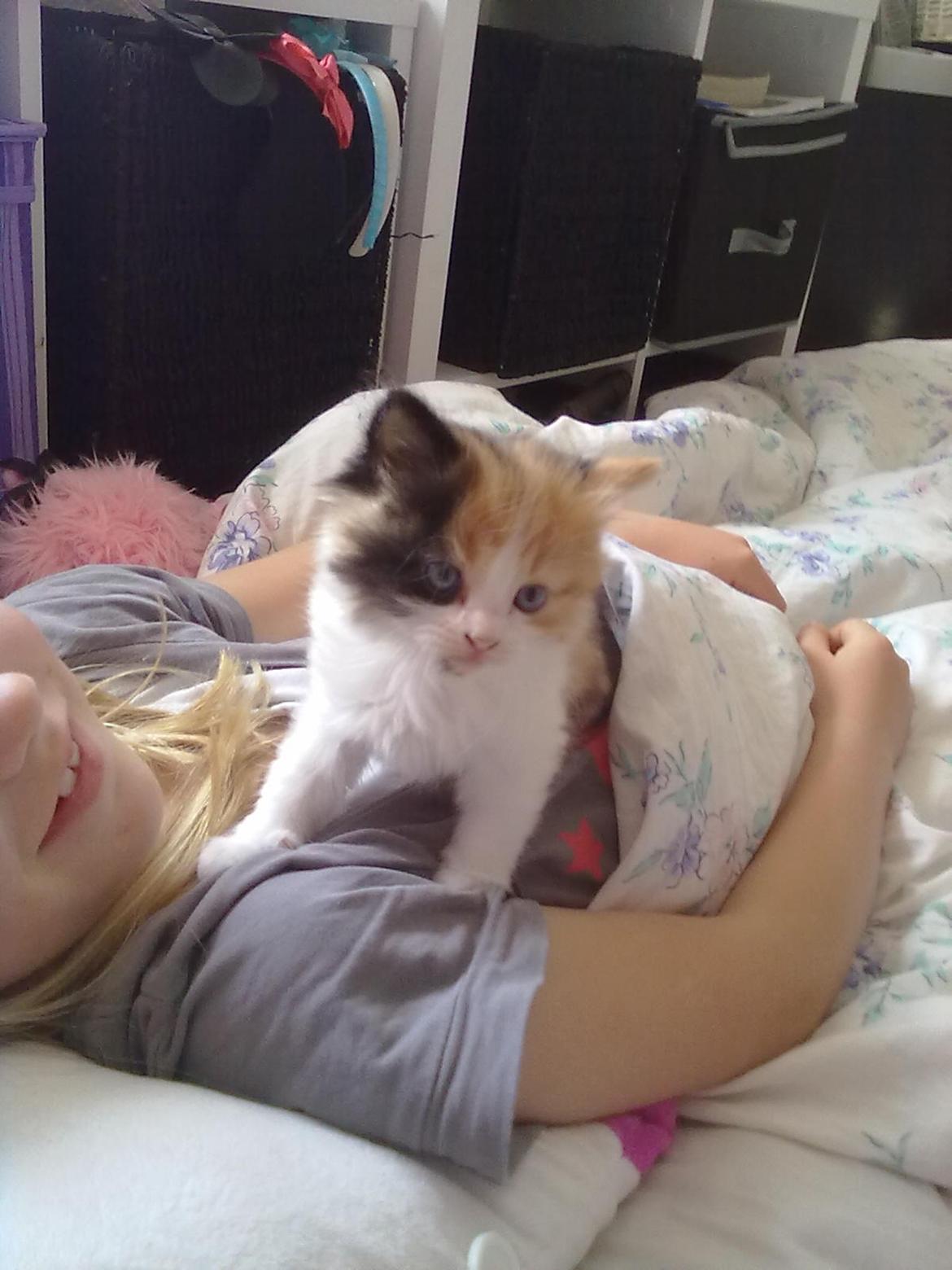 Blanding af racer Silke billede 4